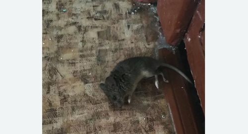 Дезинфекция от мышей в Бугульме