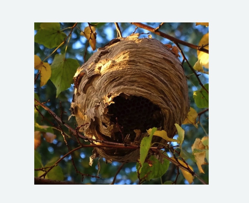 Обработка от шершней в Бугульме