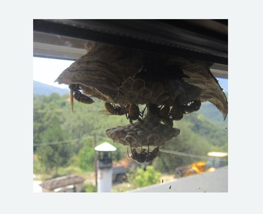 Уничтожение гнёзд шершней в Бугульме