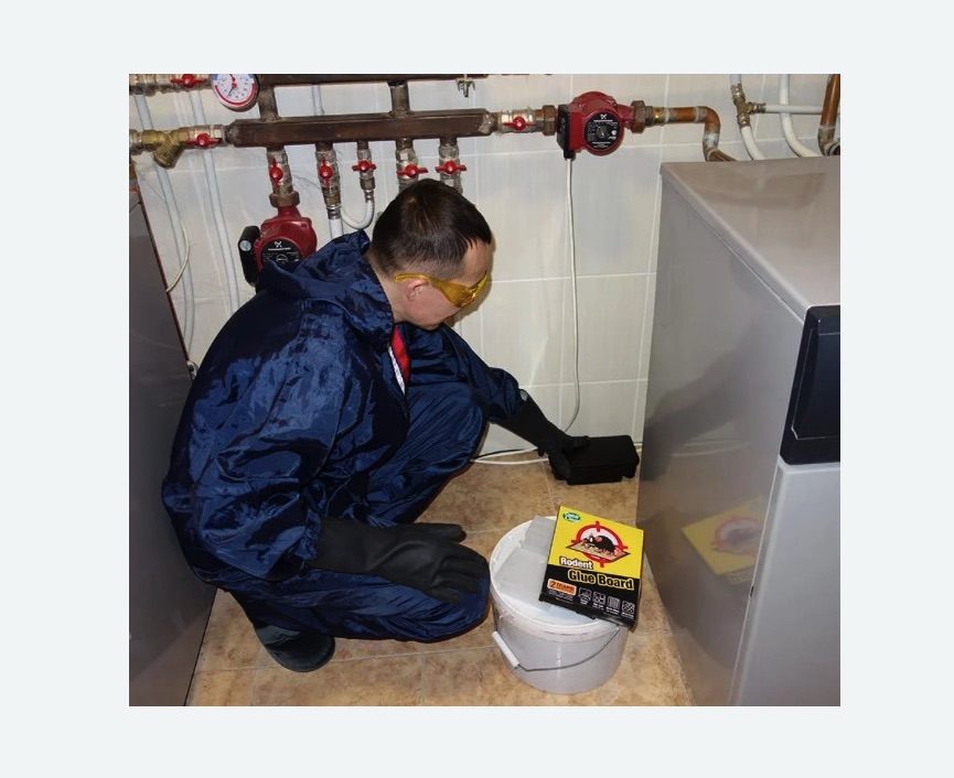 Уничтожение крыс в Бугульме