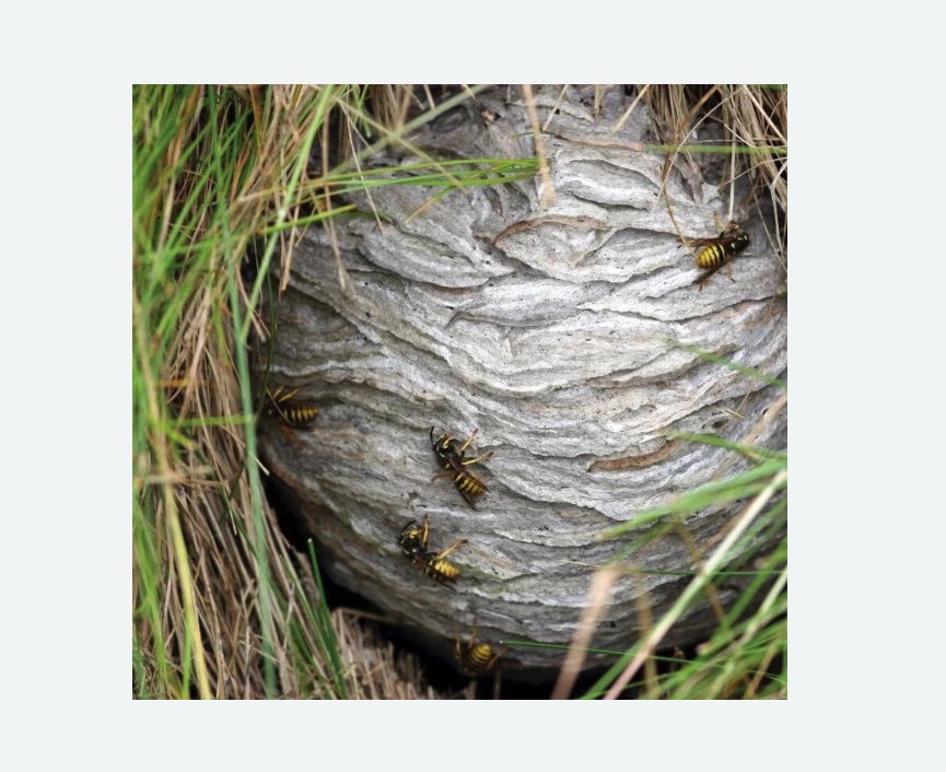 Уничтожение ос и ульев Уничтожение ос и ульев в Бугульме